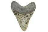 Fossil Megalodon Tooth - North Carolina #360793-2